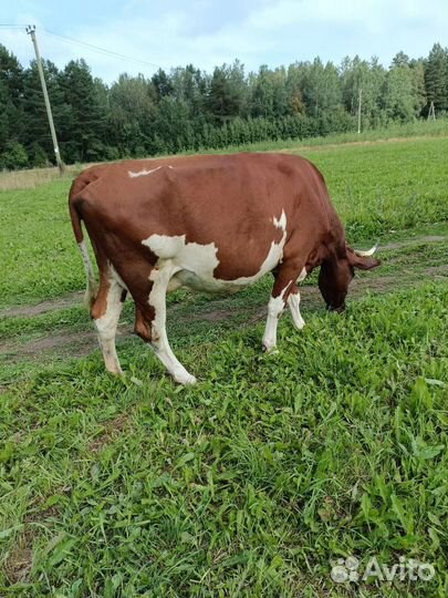 Айширская корова