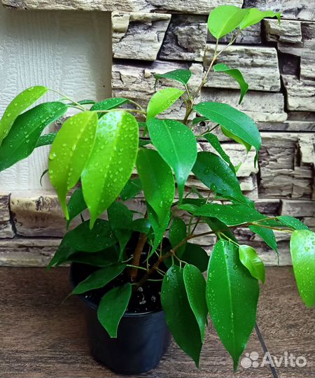 Комнатные растения цветы