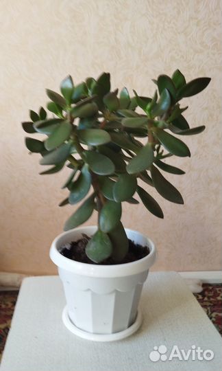 Карассула (денежное дерево)