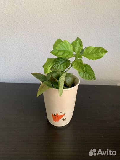 Кроссандра вариегатная