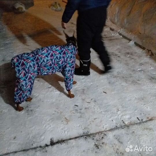 Одежда для собак