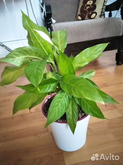 Спатифиллум