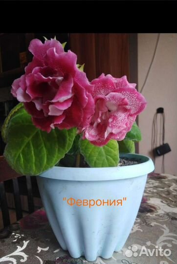 Глоксиния махровая