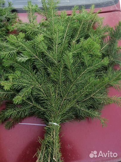 Пихтовые веники оптом