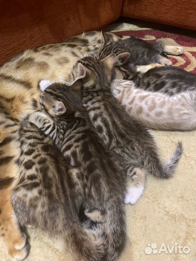 Бенгальская котята