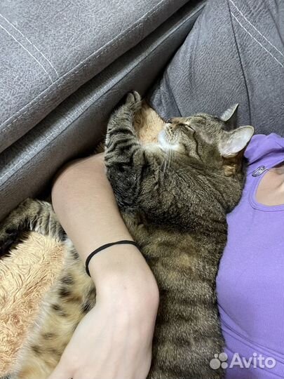 Передержка домашних животных