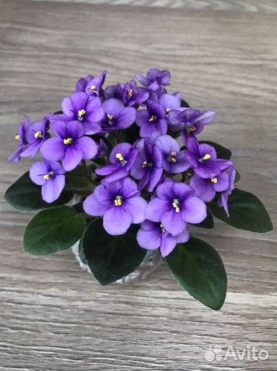 Мини, полумини, трейлеры фиалочки