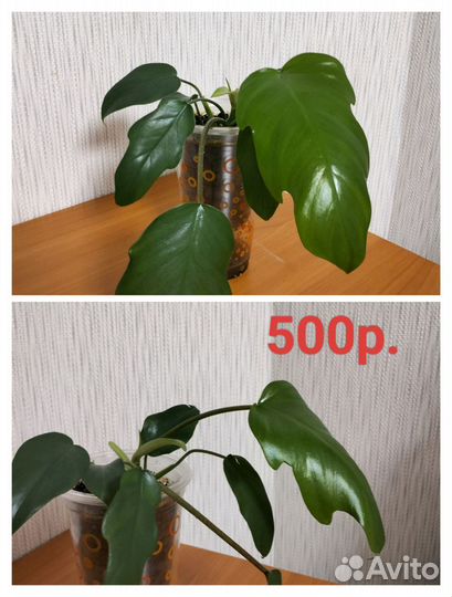 Филодендрон лучистый