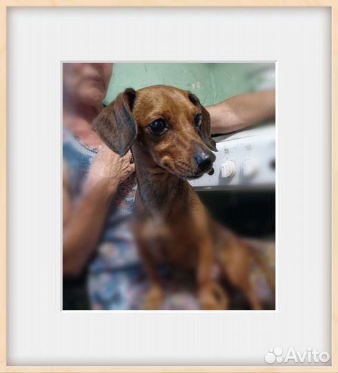 Кроличья такса в добрые руки