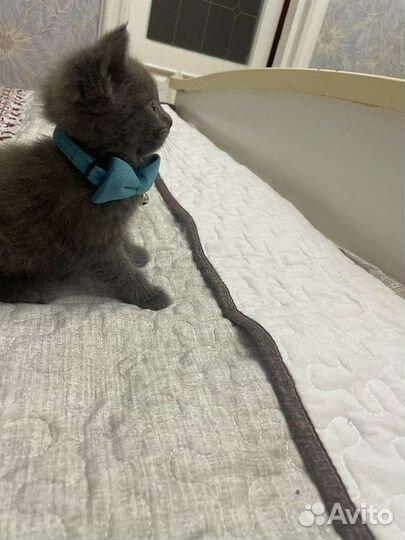 Ласковый котенок
