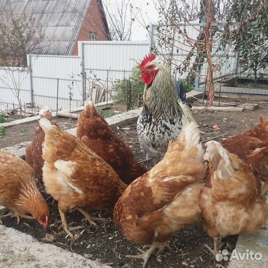 Куры несушки с доставкой