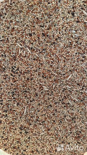 Корм для волнистых попугаев