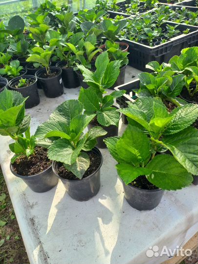 Гортензия крупнолистная саженцы