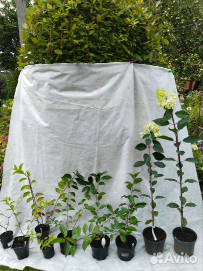 Гортензия Ванила фрайз