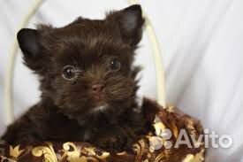 Горький шоколад мальчики