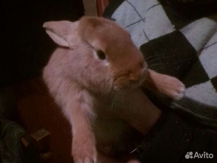 Кролики и мясо кроликов