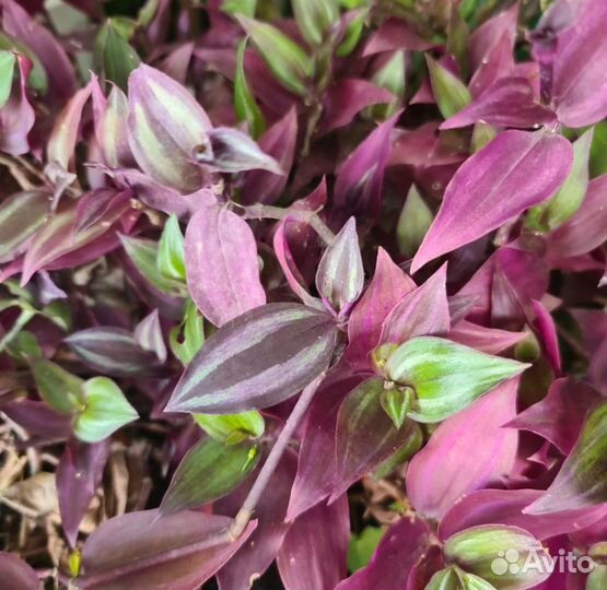 Традесканция срез 3 черенка с этих фото