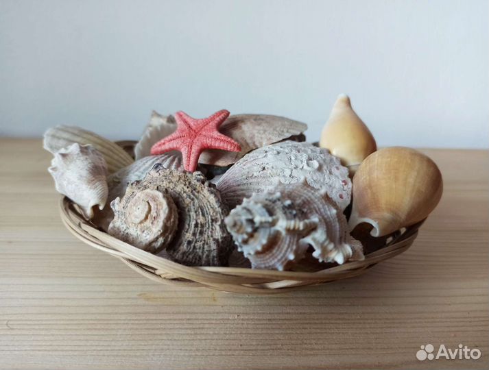 Набор морских ракушек