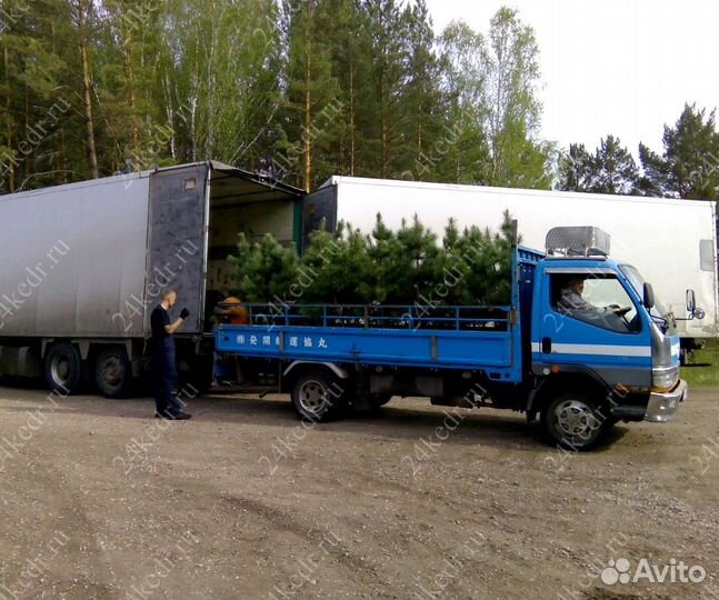 Саженцы сибирского кедра экстра класс