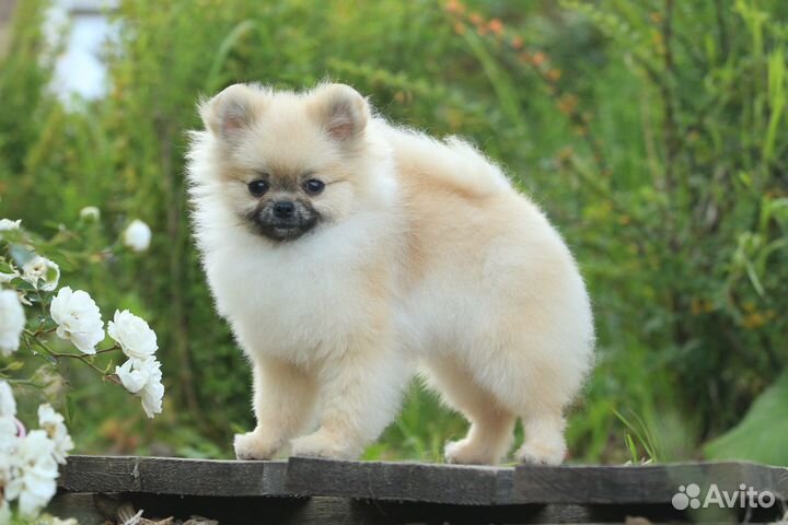 Шпиц девочка эксклюзив mini