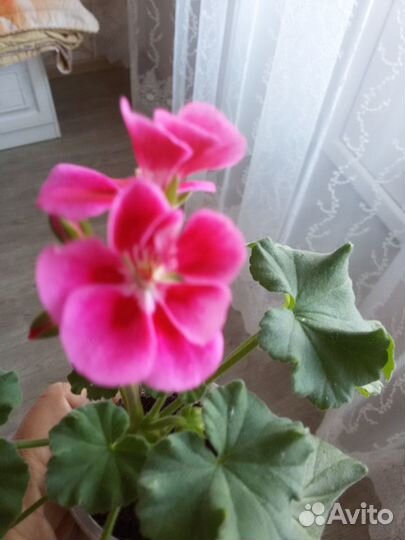 Пеларгония