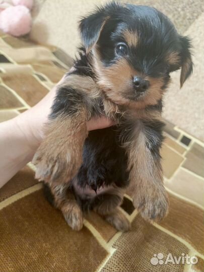 Щенки Йорка