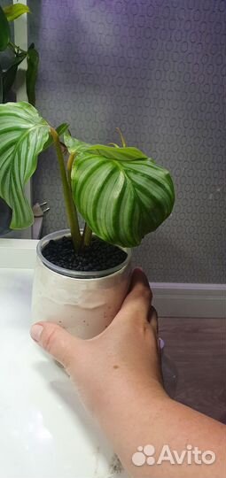 Комнатные растения цветы калатея монстера