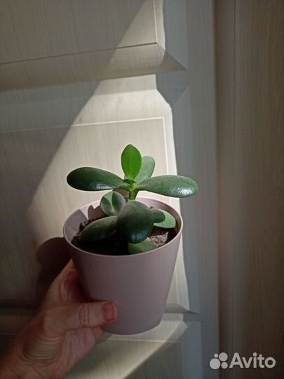 Денежное дерево, каланхоэ, веерная пальма и др