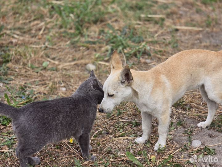 Котик в добрые руки