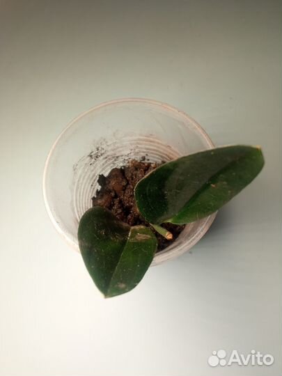 Сциндапсус