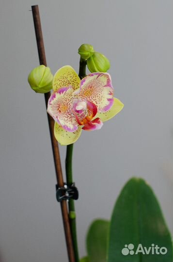 Взрослый, цветущий Phal.Cupid star бабочка SON YA