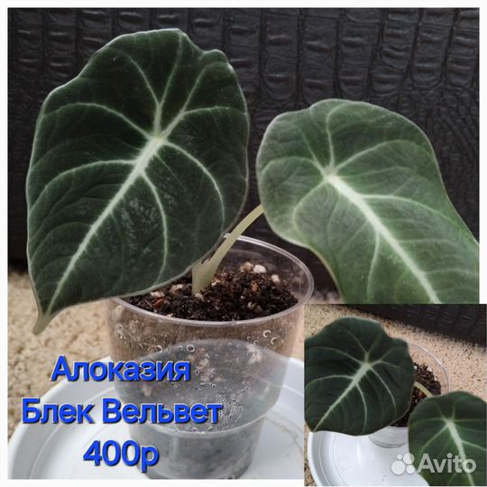 Комнатные растения