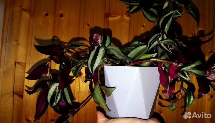 Традесканция, отдаю с горшком
