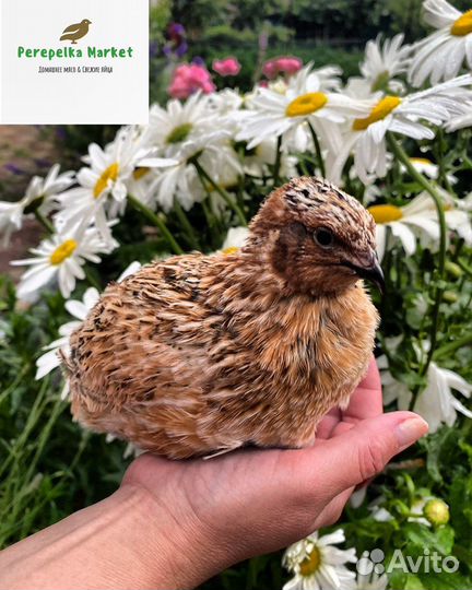 Свежее мясо и яйца перепела