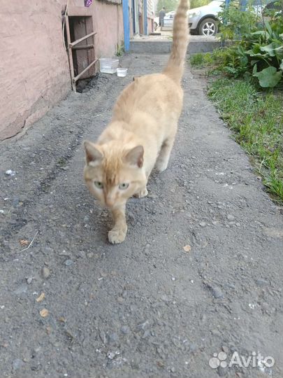 Кошка в дар бесплатно