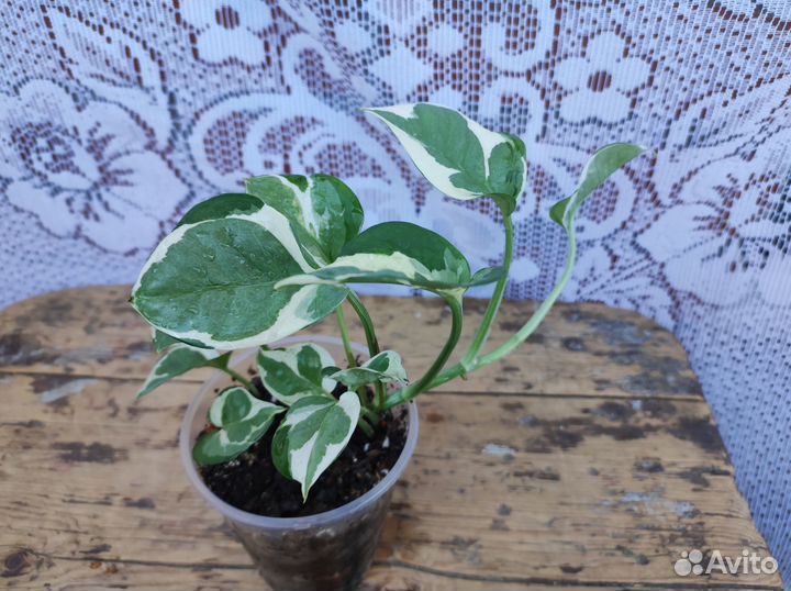 Сциндапсус (эпипремнум), алоказия вар, драцена