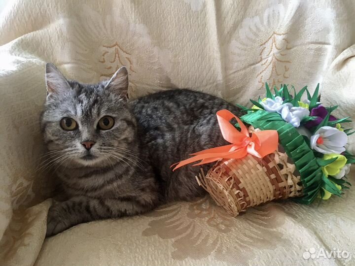 Кошечка с котятами спасена с улицы
