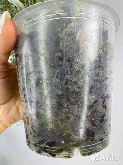 Орхидея фаленопсис Бананка трилипс