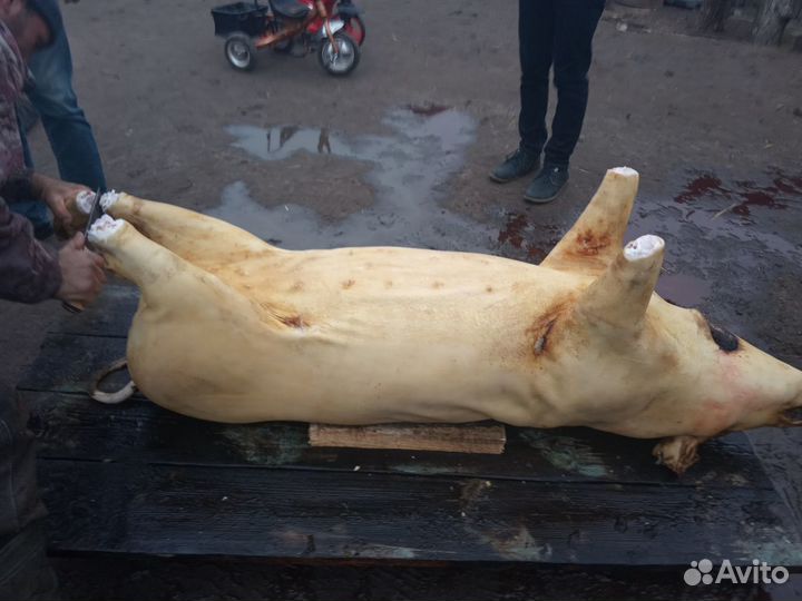 Мясо парное домашних свиней(венгерская мангалица)