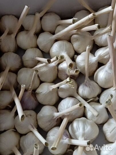 Отборный чеснок на посадку