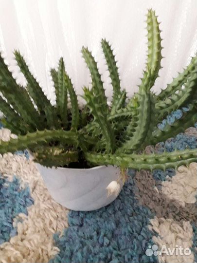 Гиппеаструм