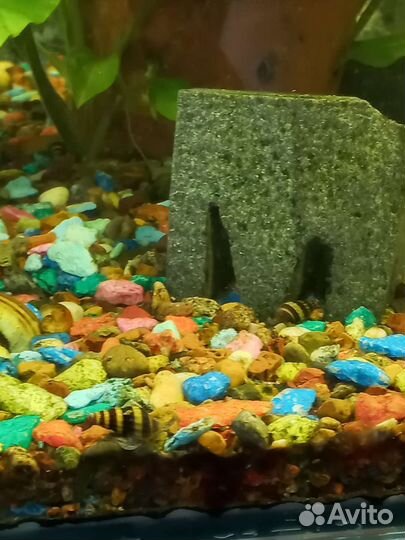 Улитка хелена