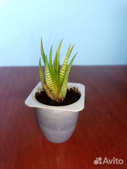 Комнатные цветы отростки