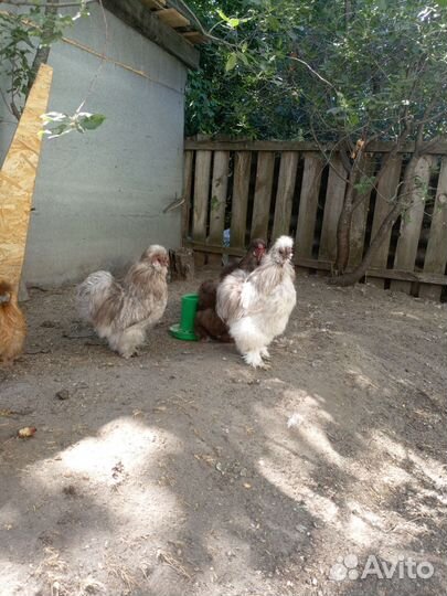 Петух китайский шелковый