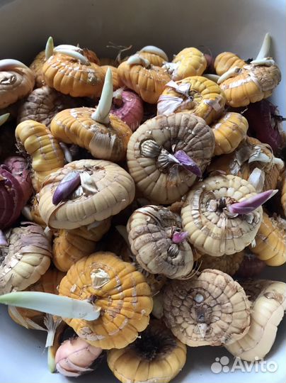 Гладиолусы луковицы