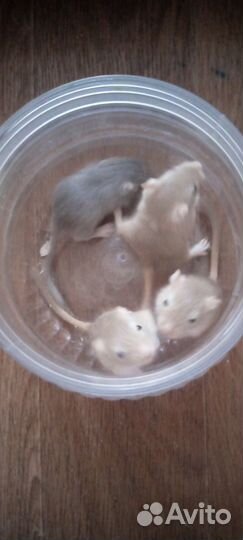 Песчанка - не хомяк