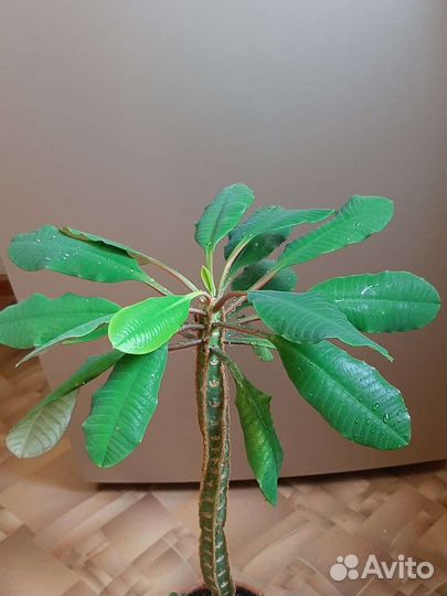 Эуфорбия молочай беложильчатая,золотой ус