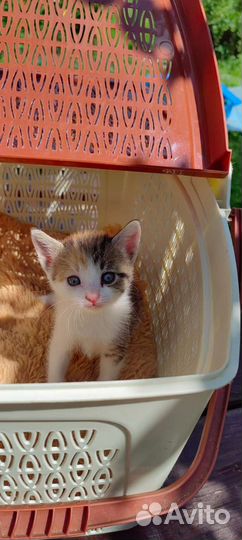 Котенок, девочка бесплатно