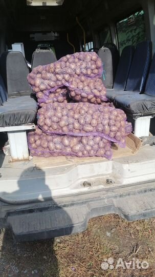 Продам картофель