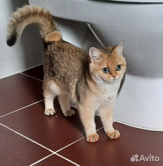 Шотланская кошка